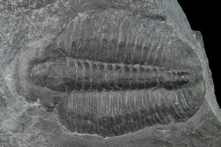 Elrathia Trilobite Molt Fossil - Utah #140321